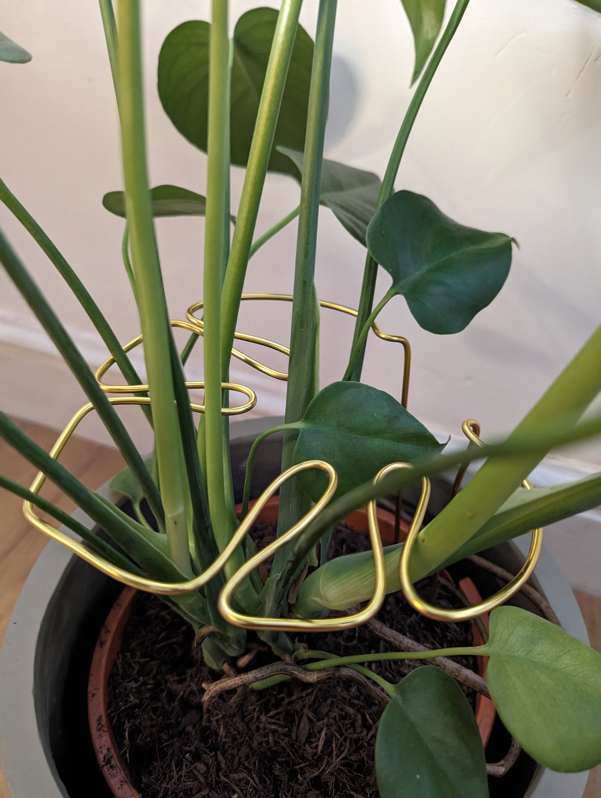 Monstera Shaped Plant Support - Black Coloured