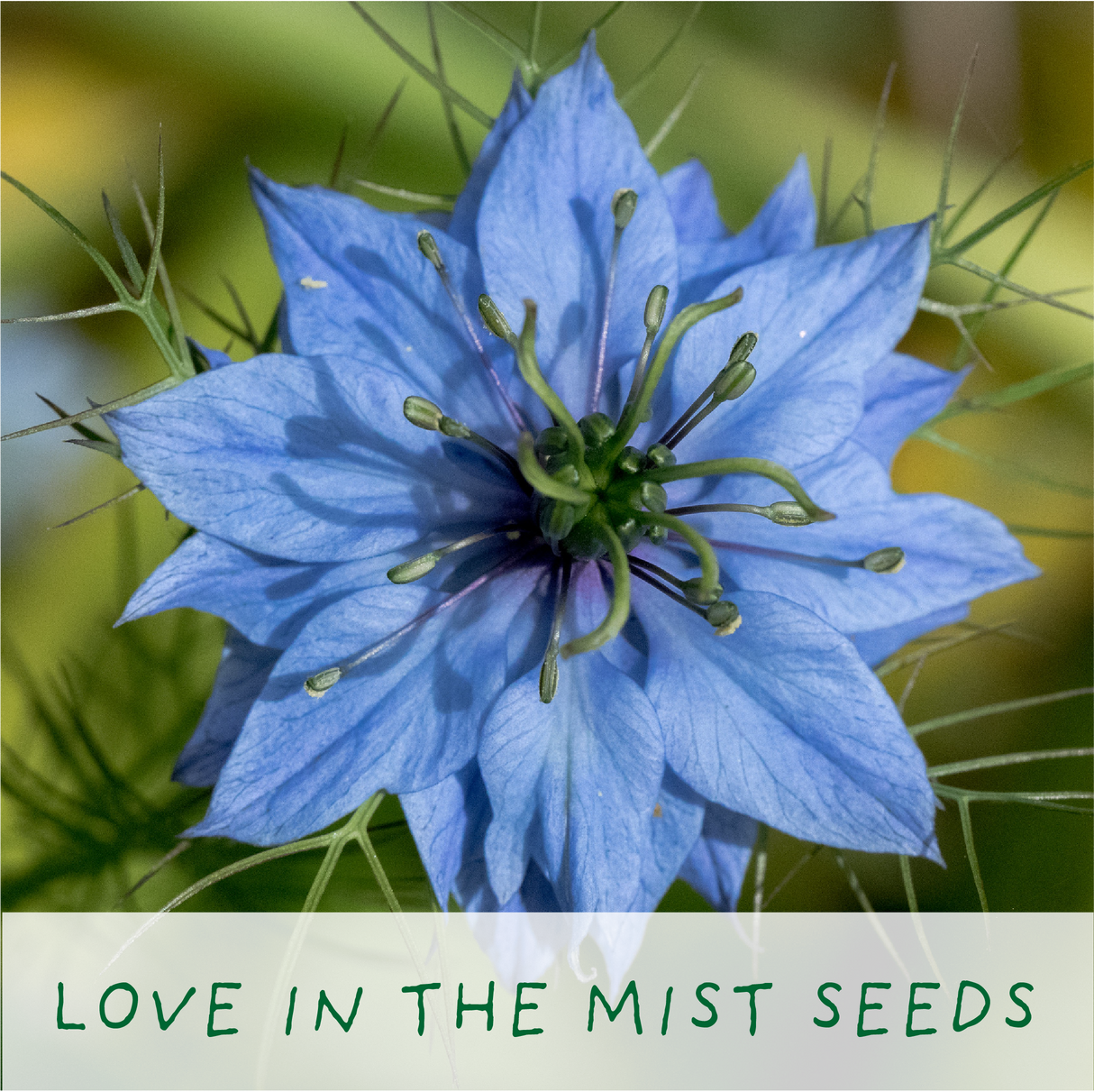 Seeds of Love - Eco Grow Your Own Plant Kit